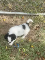 Puppy #36, a male Japanese Chin for sale in Neodesha, KS – 1 of 4