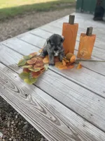 Puppy #50, a female Miniature Schnauzer for sale in Neodesha, KS – 5 of 5