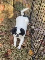 Puppy -#35, a male Japanese Chin for sale in Neodesha, KS – 4 of 6