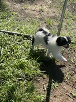 Puppy #12, a male Japanese Chin for sale in Neodesha, KS – 2 of 5