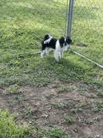 Puppy #11, a male Japanese Chin for sale in Neodesha, KS – 6 of 6