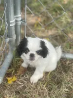 Puppy -#35, a male Japanese Chin for sale in Neodesha, KS – 2 of 4