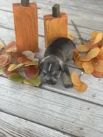 Puppy #47, a male Miniature Schnauzer for sale in Neodesha, KS – 4 of 5