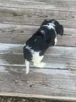 Puppy #32, a male Cavalier King Charles Spaniel for sale in Neodesha, KS – 2 of 5