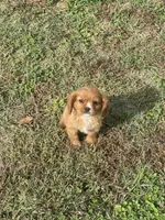 Puppy #55, a male Cavalier King Charles Spaniel for sale in Neodesha, KS – 4 of 5