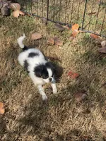 Puppy #36, a male Japanese Chin for sale in Neodesha, KS – 3 of 6