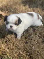 Puppy #41, a male Japanese Chin for sale in Neodesha, KS – 2 of 5