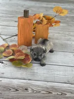 Puppy #45, a male Miniature Schnauzer for sale in Neodesha, KS – 2 of 5
