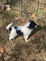 Puppy #36, a male Japanese Chin for sale in Neodesha, KS – 5 of 6
