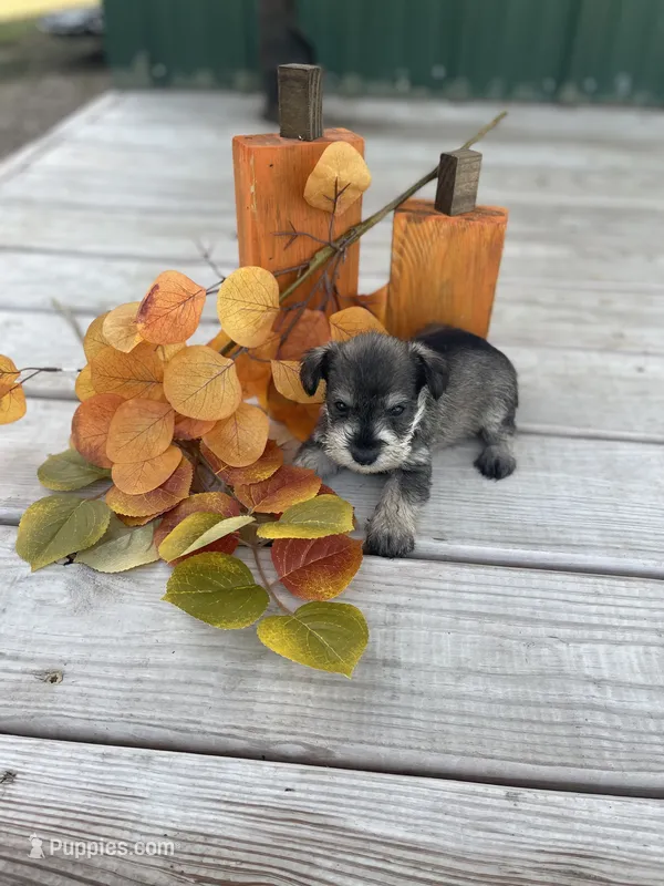 Puppy #48 – Miniature Schnauzer puppy for sale in Neodesha, KS