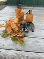 Puppy #48, a male Miniature Schnauzer for sale in Neodesha, KS – 1 of 6