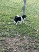 Puppy #11, a male Japanese Chin for sale in Neodesha, KS – 3 of 6