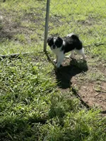 Puppy #11, a male Japanese Chin for sale in Neodesha, KS – 2 of 5