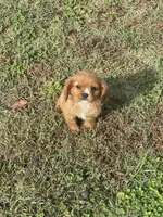 Puppy #55, a male Cavalier King Charles Spaniel for sale in Neodesha, KS – 2 of 5