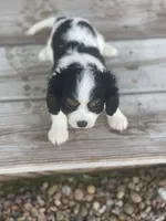 Puppy #34, a male Cavalier King Charles Spaniel for sale in Neodesha, KS – 1 of 5