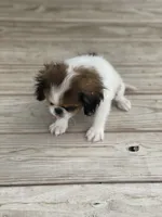 Puppy #37, a male Japanese Chin for sale in Neodesha, KS – 4 of 5