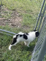 Puppy #12, a male Japanese Chin for sale in Neodesha, KS – 1 of 5