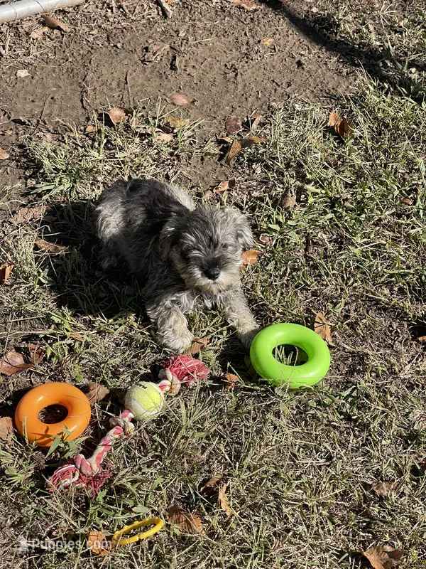 Puppy #50 – Miniature Schnauzer puppy for sale in Neodesha, KS