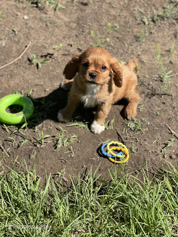 Puppy #21 – Cavalier King Charles Spaniel puppy for sale in Neodesha, KS