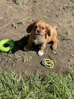 Puppy #21, a male Cavalier King Charles Spaniel for sale in Neodesha, KS – 1 of 5