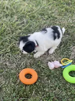 Puppy #8, a male Japanese Chin for sale in Neodesha, KS – Photo 3 of 5