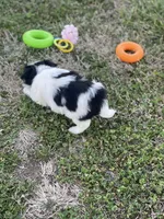 Puppy #8, a male Japanese Chin for sale in Neodesha, KS – Photo 5 of 5