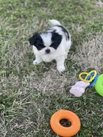 Puppy #8, a male Japanese Chin for sale in Neodesha, KS – Photo 4 of 5