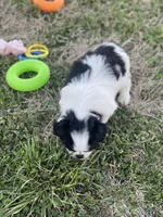 Puppy #8, a male Japanese Chin for sale in Neodesha, KS – Photo 1 of 5