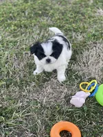 Puppy #8, a male Japanese Chin for sale in Neodesha, KS – Photo 2 of 5
