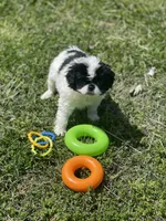 Puppy #11, a male Japanese Chin for sale in Neodesha, KS – Photo 3 of 5