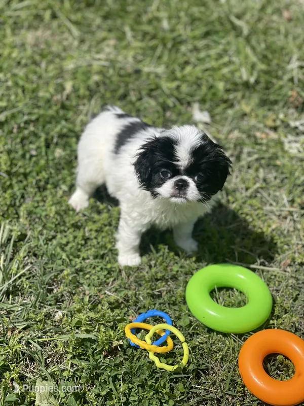 Puppy #11 – Japanese Chin puppy for sale in Neodesha, KS