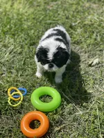 Puppy #11, a male Japanese Chin for sale in Neodesha, KS – Photo 2 of 5