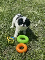Puppy #11, a male Japanese Chin for sale in Neodesha, KS – Photo 5 of 5