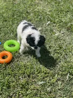 Puppy #11, a male Japanese Chin for sale in Neodesha, KS – Photo 4 of 5