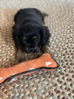 Puppy #68, a male Cavalier King Charles Spaniel for sale in Neodesha, KS – Photo 3 of 4
