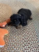 Puppy #68, a male Cavalier King Charles Spaniel for sale in Neodesha, KS – Photo 4 of 4