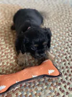 Puppy #68, a male Cavalier King Charles Spaniel for sale in Neodesha, KS – Photo 2 of 4