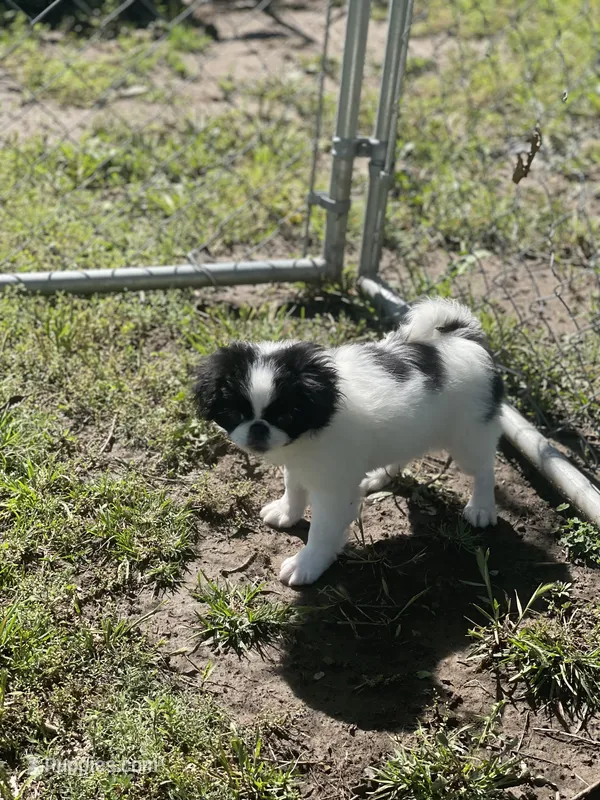 Puppy #14 – Japanese Chin puppy for sale in Neodesha, KS