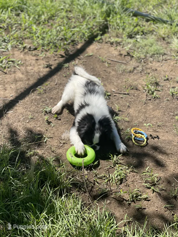 Puppy #14 – Japanese Chin puppy for sale in Neodesha, KS