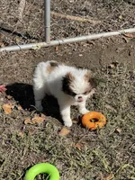 Puppy #41, a male Japanese Chin for sale in Neodesha, KS – 3 of 6