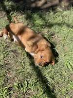 Puppy #20, a male Cavalier King Charles Spaniel for sale in Neodesha, KS – 3 of 5