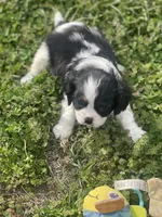 Puppy #1, a male Cavalier King Charles Spaniel for sale in Neodesha, KS – Photo 3 of 5