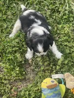 Puppy #1, a male Cavalier King Charles Spaniel for sale in Neodesha, KS – Photo 5 of 5