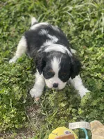Puppy #1, a male Cavalier King Charles Spaniel for sale in Neodesha, KS – Photo 2 of 5