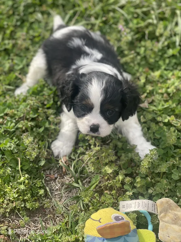Puppy #1 – Cavalier King Charles Spaniel puppy for sale in Neodesha, KS