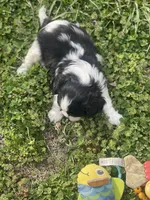 Puppy #1, a male Cavalier King Charles Spaniel for sale in Neodesha, KS – Photo 4 of 5