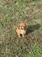 Puppy #55, a male Cavalier King Charles Spaniel for sale in Neodesha, KS – 5 of 5