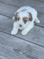 Puppy #26, a male Cavapoo for sale in Neodesha, KS – 3 of 5