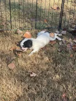 Puppy -#35, a male Japanese Chin for sale in Neodesha, KS – 2 of 6