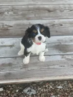 Puppy 33, a male Cavalier King Charles Spaniel for sale in Neodesha, KS – 2 of 6